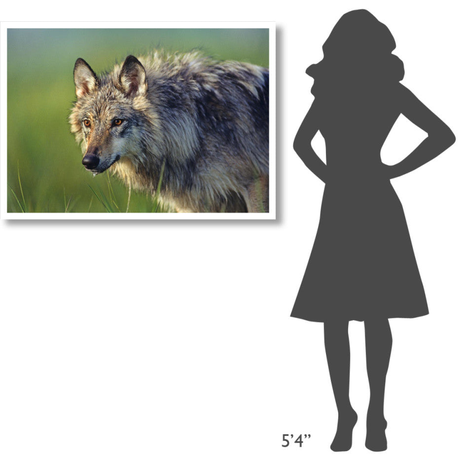 "Gray Wolf, native to North America" Paper Print by Tim Fitzharris, 42"x30"
