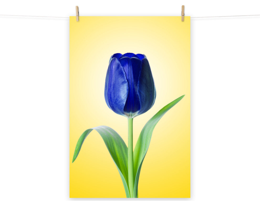 Blue Tulip Minimal Floral Nature Photo Botanical Loose Unframed Wall Art Print, 18" X 24"