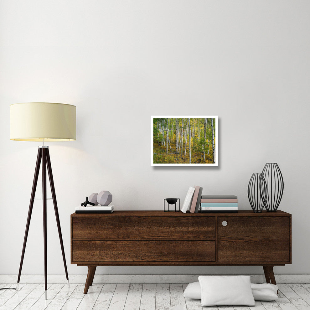 "Aspen forest, Colorado" Digital Paper Print by Tim Fitzharris, 26"x20"
