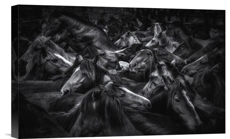 "Acorralados" Stretched Canvas Giclee by Alfonso Maseda Varela, 16"x10"