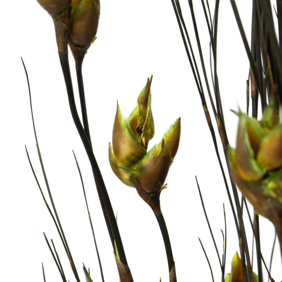 Vickerman H1Bfl100 36-40" Basil Bell Grass With Seed Pods, Bundle, Preserved
