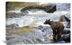 "Grizzly Bear Fishing Along Anan Creek, Tongass National Forest, Alaska" Artwork