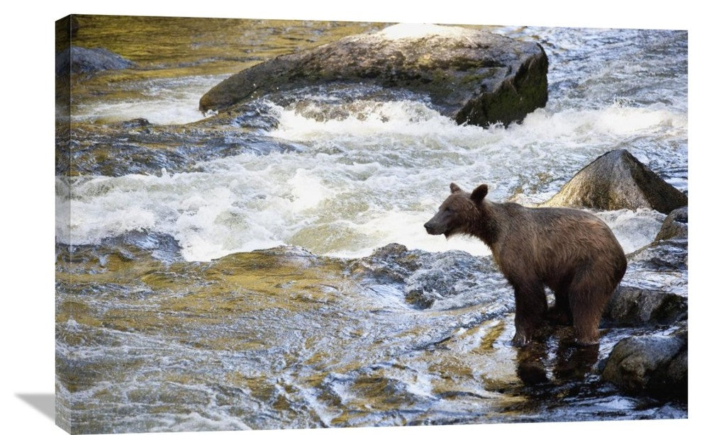 "Grizzly Bear Fishing Along Anan Creek, Tongass National Forest, Alaska" Artwork
