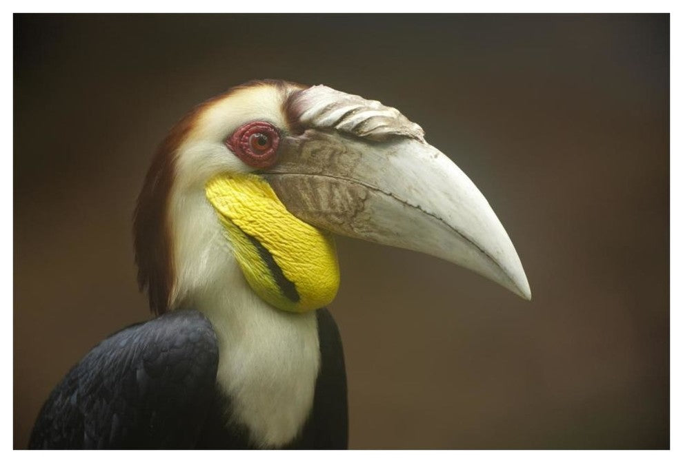 "Wreathed Hornbill male, Malaysia" Print by Tim Fitzharris, 62"x42"