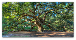 'Angel Oak, Charleston' Canvas Art by Pierre Leclerc
