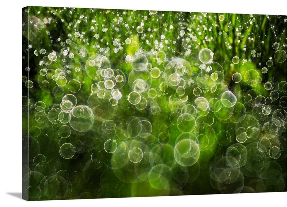 "Dew Drops On Grass" Wrapped Canvas Art Print, 24"x16"x1.5"
