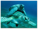 Ready2hangart Christopher Doherty Photography 'Turtle' Canvas Wall Art