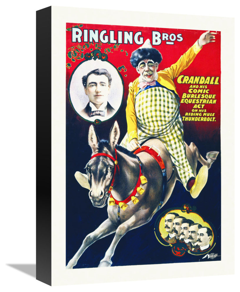 Ringling Bros,  Equestrian Act On His Riding Mule Thunderbolt, 11x16