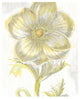 "Belle Fleur Yellow II" Digital Paper Print by Sue Schlabach, 18"x22"