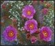 "Beavertail Cactus flowering, Arizona"  by Tim Fitzharris, 31x26"