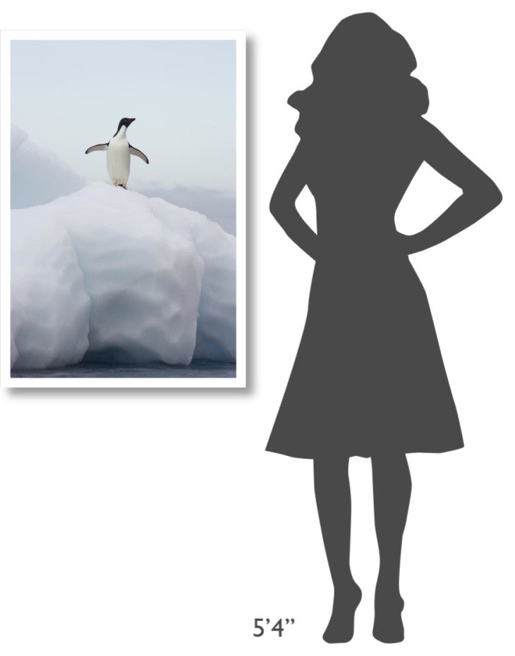 "Adelie Penguin standing on iceberg, Paulet Island" Paper Art, 26"x38"