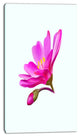 Summer Pink Flower Watercolor, Floral Canvas Art Print, 16"x32"
