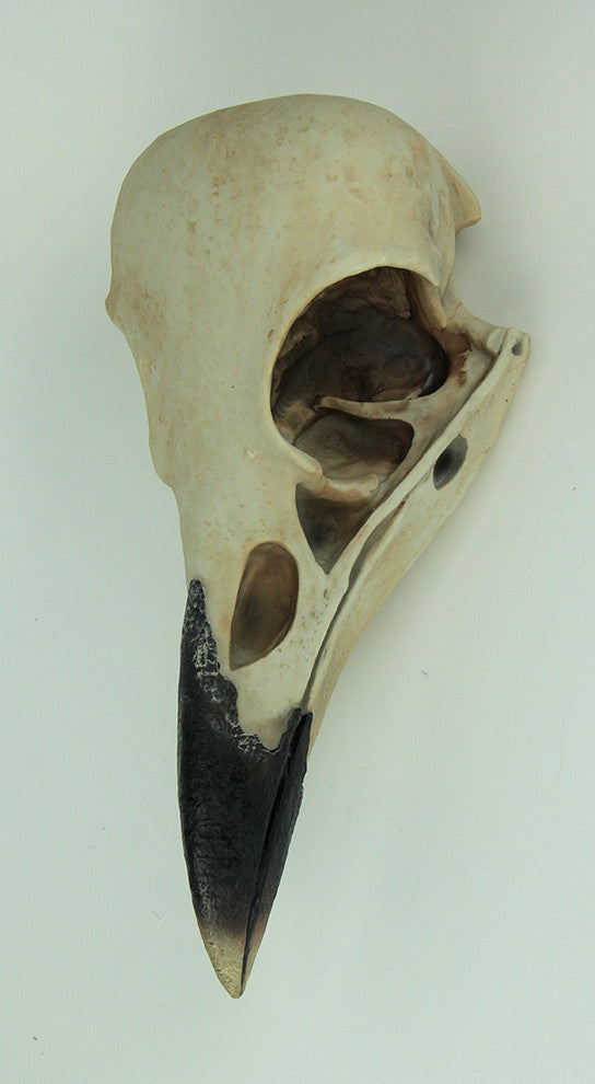 Corvus Bird of Prophecy Gothic Raven Skull Hanging Statue