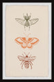 "Assorted Moths" Framed Painting Print, 8x12