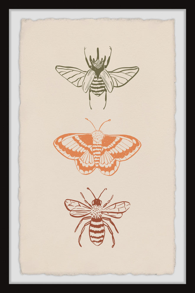"Assorted Moths" Framed Painting Print, 8x12
