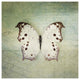 "French Butterfly IV" Digital Paper Print by Debra Van Swearingen, 26"x26"