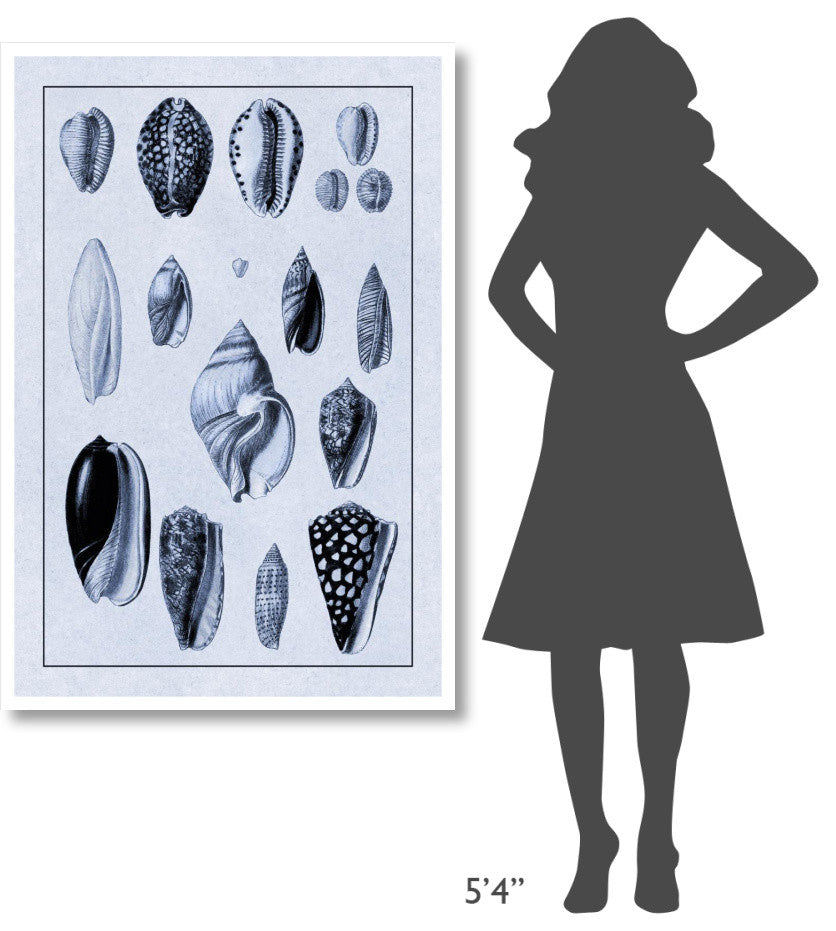 "Shells: Convoltae and Orthocerata (Blue)" Paper Print by G.B. Sowerby, 34"x50"