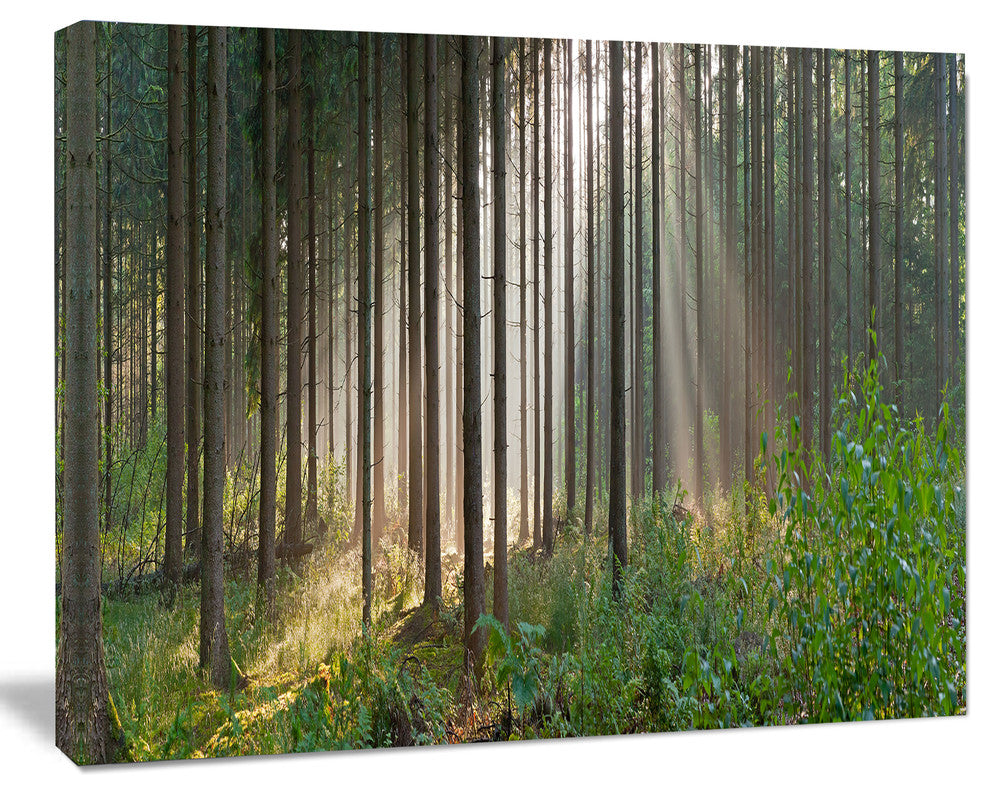 Green Forest in Mist Panorama, Large landscape Canvas Art Print, 60x40