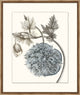 Azure Botanical 5, Giclee Reproduction Artwork