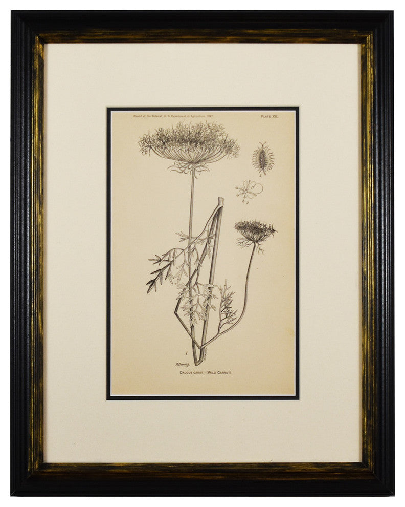 Original Vintage 1887 Botanical Herb Framed Print, Set of 2