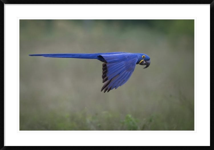 "Suspended" Framed Digital Print by Greg Barsh, 44x31"