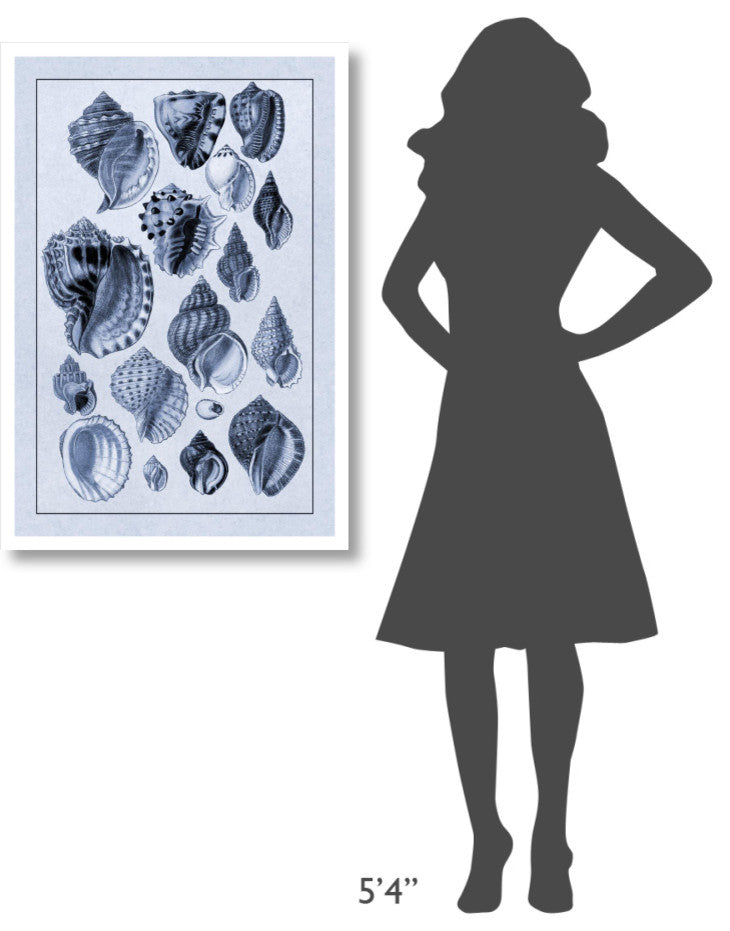 "Shells: Purpurifera (Blue)" Digital Paper Print by G.B. Sowerby, 26"x38"
