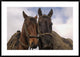 Horses Pair Belonging To Chagras, Andes Mountains, Ecuador, 42"x30"