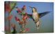 "Rufous Hummingbird Feeding On A Desert Figwort New Mexico" Artwork