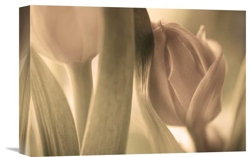 "Tulips" Stretched Canvas Giclee by Allan Wallberg, 16"x11"