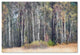 Cora Niele ''Birches'' Canvas Art