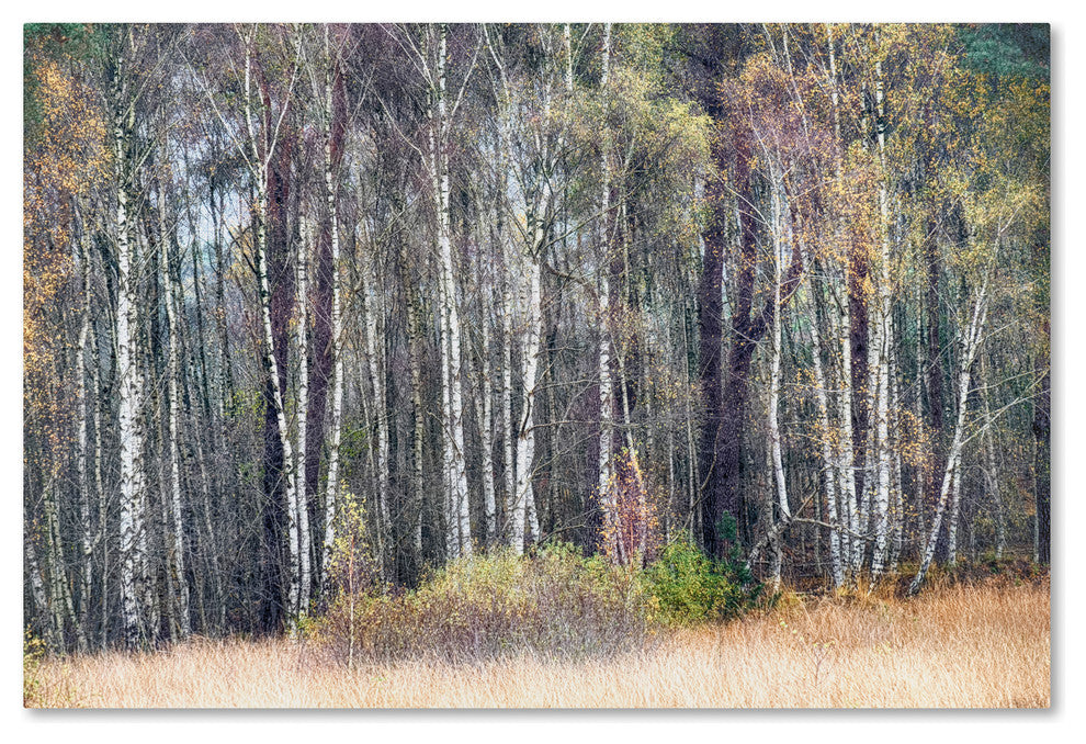 Cora Niele 'Birches' Canvas Art