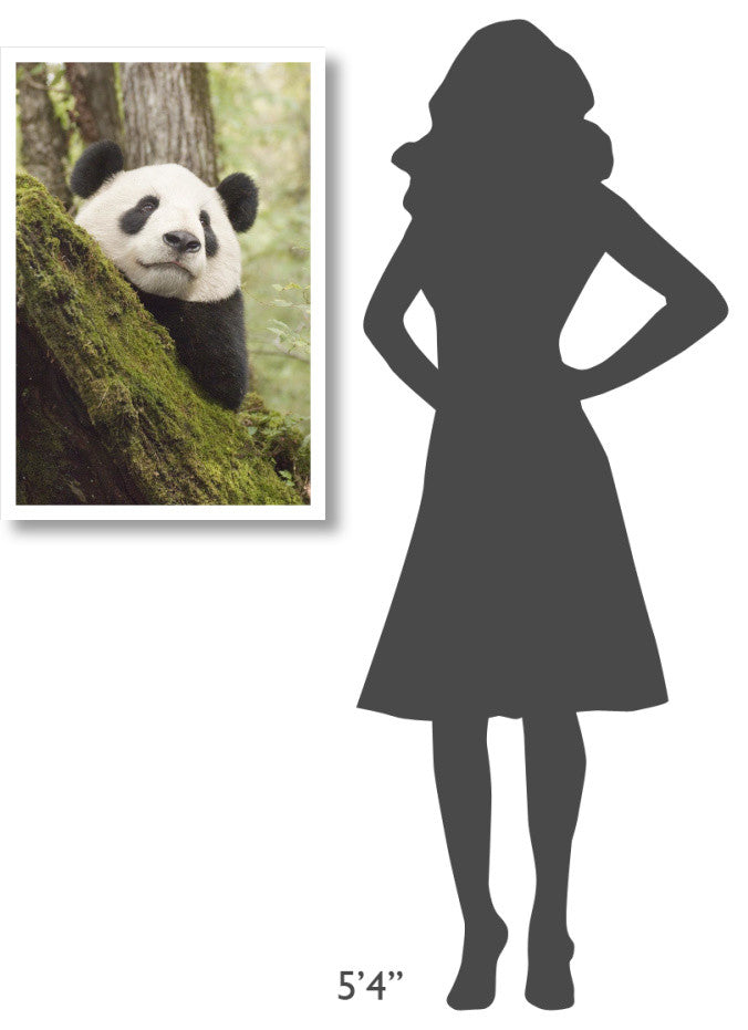 "Xiang Xiang, 1st captive raised panda released into wild" Paper Art, 22"x32"