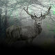 Majestic Stag 2, Giclee Reproduction Artwork