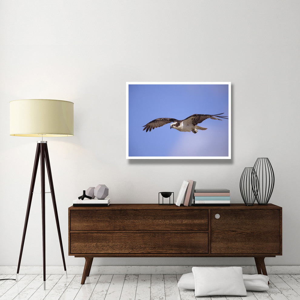 "Osprey flying, North America" Digital Paper Print by Tim Fitzharris, 42"x32"