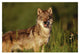 "Timber Wolf portrait, North America" Paper Print by Tim Fitzharris, 32"x22"