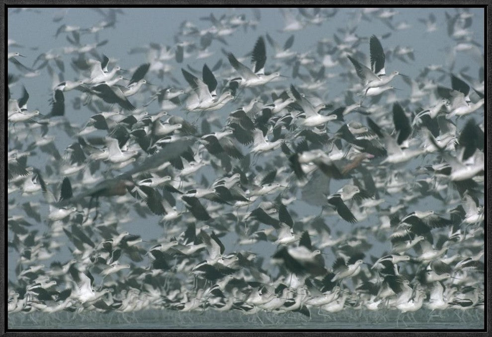 American Avocet Flock Erupting Into Flight, North America, 24"x16"