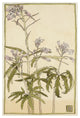 "Pink Flowers with Spiky Green Leaves" Print by Hannah Borger Overbeck, 42"x62"
