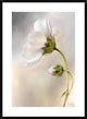 "Cosmos" Framed Digital Print by Mandy Disher, 28"x38"