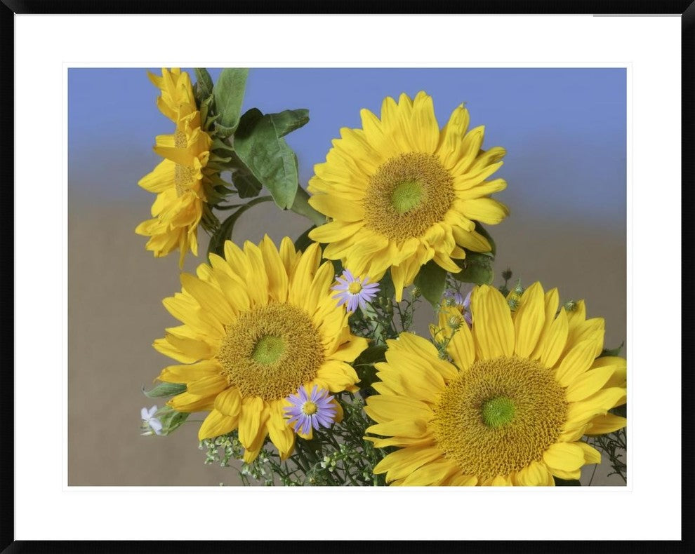"Common Sunflower and Asters, North America"  by Tim Fitzharris, 40x32"