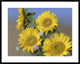 "Common Sunflower and Asters, North America"  by Tim Fitzharris, 40x32"