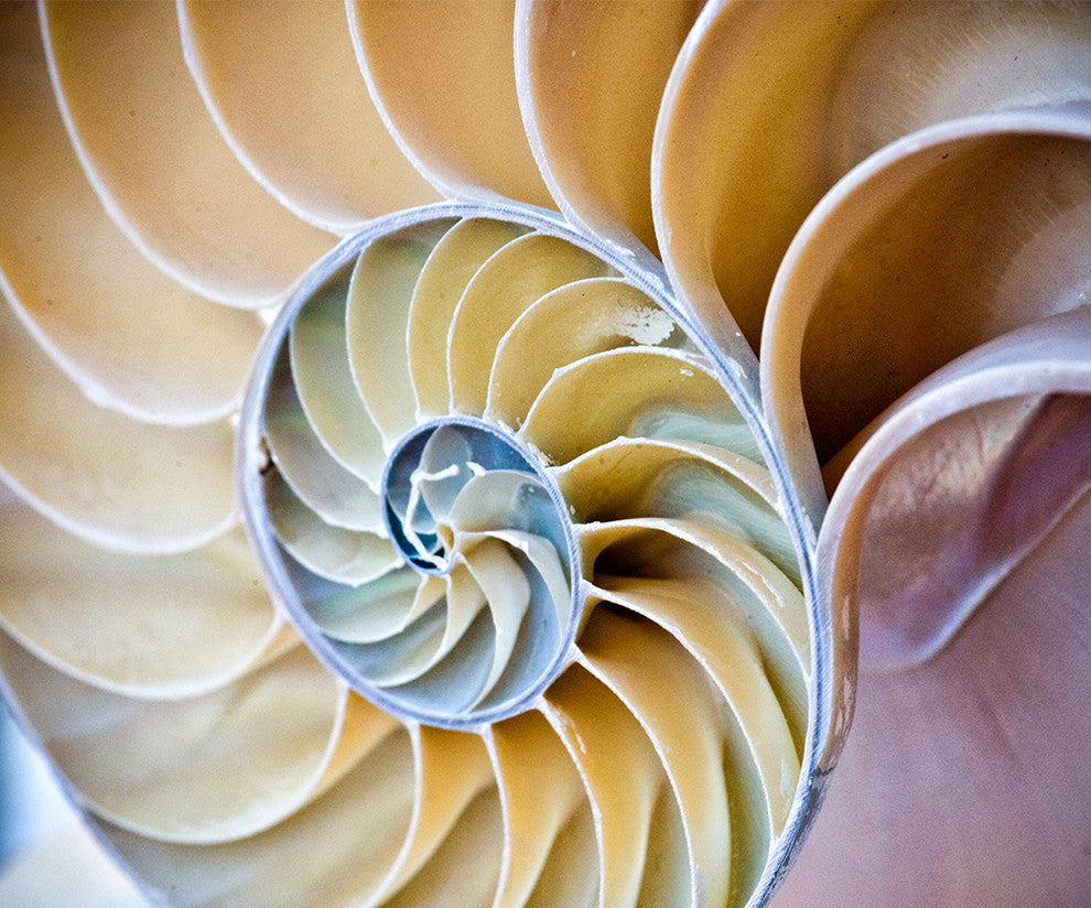 "Swirl" Paper, 20"x24"