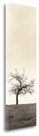 "Cherry Blossom Tree" By Alan Blaustein, Giclee Print on Gallery Wrap Canvas