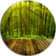 Golden Sunlight In Pine Forest, Landscape Photo Round Wall Art, 11"