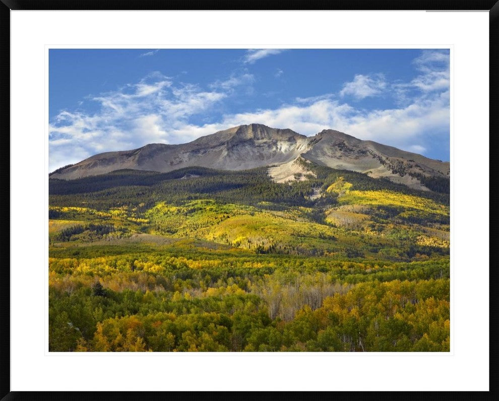 Aspen Forest And East Beckwith Mountain, West Elk Wilderness, Colorado, 38"x30"