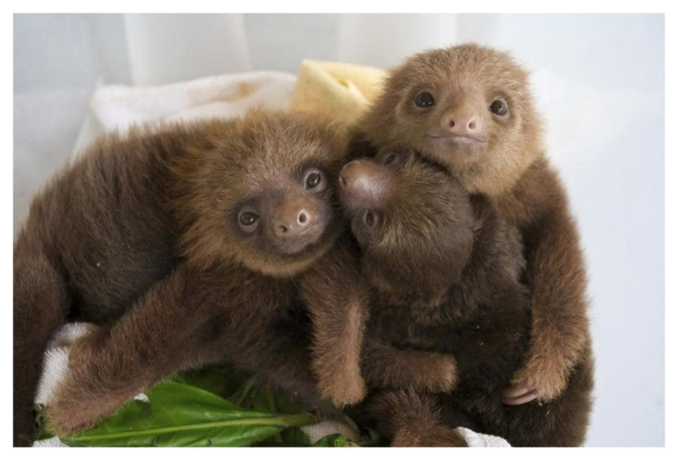 "Hoffmann's 2-toed Sloth babies, Aviarios Sloth Sanctuary" Paper Art, 26"x18"