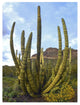 "Organ Pipe Cactus Arizona" Digital Paper Print by Tim Fitzharris, 20"x26"