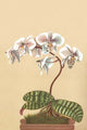 Phalenopsis Schilleriana - Gallery Wrapped Canvas Art 28" x 42"