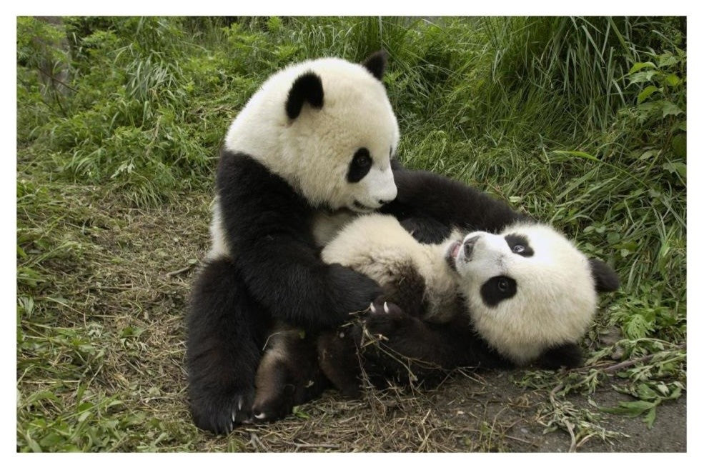 "Giant Panda cubs playing, Wolong Nature Reserve, China" Paper Art, 32"x22"