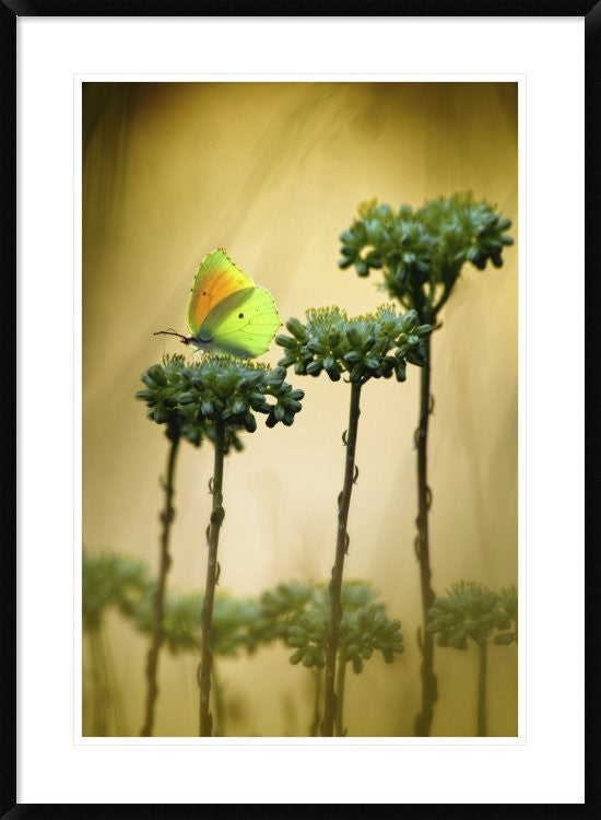 "Cleopatra" Framed Digital Print by Jimmy Hoffman, 28"x38"