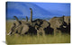 "African Elephant Herd Sniffing The Air, Kenya" Artwork, 30" x 20"